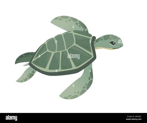 Cartoon turtle hi-res stock photography and images - Alamy