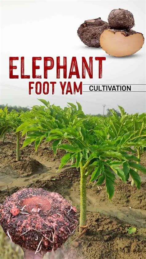 Elephant Foot Yam Cultivation