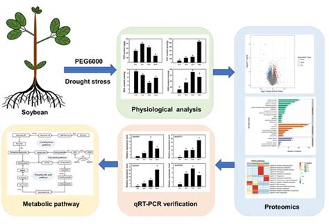 Plants Free Full Text Proteomic Investigation Of Molecular