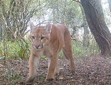 Tras considerarse extinto el puma comienza a regresar al Iberá