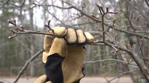 Discovering Saving Ash Trees Pruning Fruit Trees Youtube