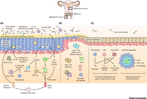 Reproductive Immunology Elim Rheumatic Centre