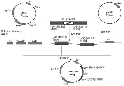 基于crispr技术对大肠杆菌基因进行定点突变的方法与流程