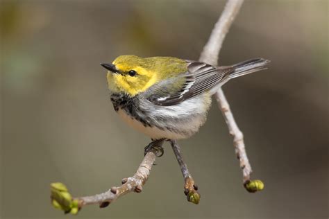 Black Throated Green Warbler Female Spring Jeremy Meyer Photography