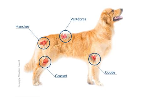 L Arthrose Chez Le Chien Clinique V T Rinaire Vet