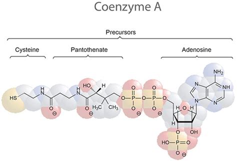 双功能辅酶A合成酶 COASY的科研与诊断原料产品推荐 每日生物评论