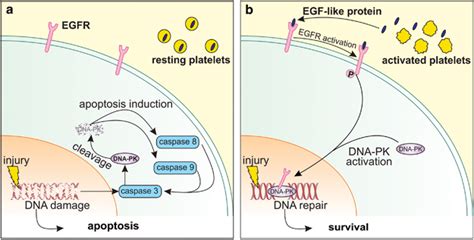 Working Model Of Prm Mediated Cytoprotection Against Etoposide Injury