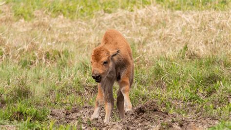 Why Was the Yellowstone Bison Calf Rejected and Euthanized?