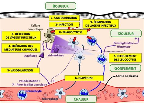 L Inflammation Est Une R Action Inn E De Re Sp Cialit Svt