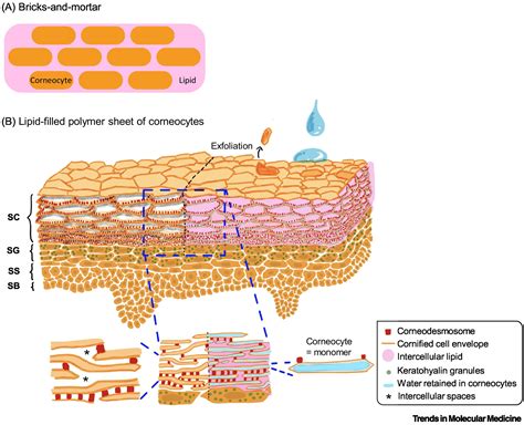 Stratum Corneum As Polymer Sheet Concept And Cornification Processes