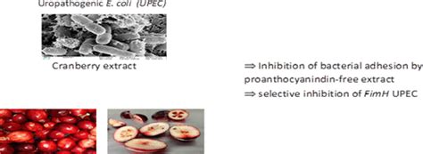 In Vivo Consumption Of Cranberry Exerts Ex Vivo Antiadhesive Activity Against Fimh Dominated