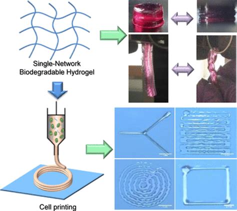 新型弹性可生物降解水凝胶可帮助未来3d打印人体软组织中国聚合物网科教新闻