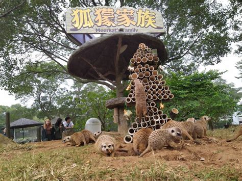 歡樂耶誕節到來 動物開趴大啖美食、拆禮物箱 自由藝文網