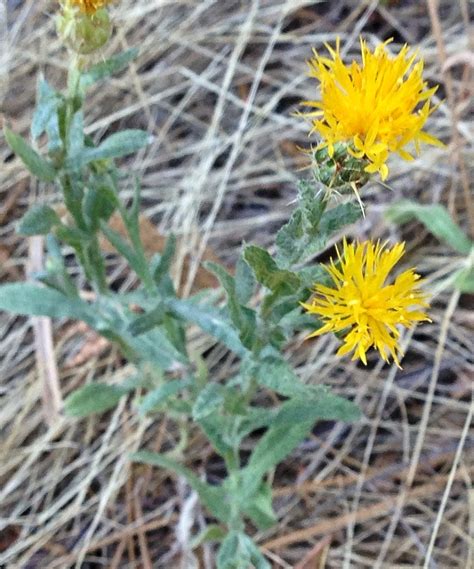 Yellow Star Thistle | Plants of Dutch Flat