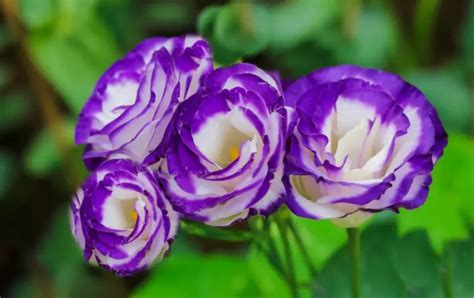 17 Purple and White Flowers for Your Garden (with Pictures)