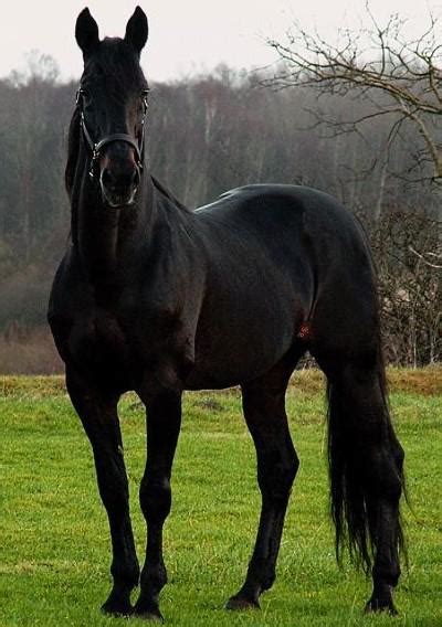 A Black Thoroughbred Horse 🐎 : r/ColorBlack