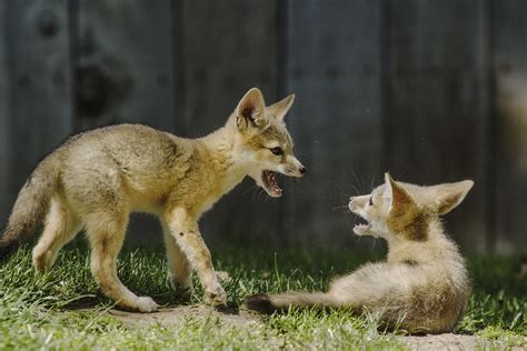 San Joaquin Kit Fox Kits Playing Young Carnivores Flickr