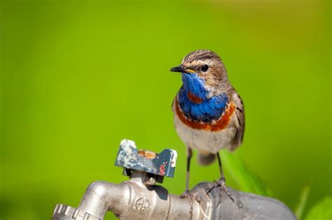 Premium Photo The Bluethroat Is A Small Passerine Bird Birds Of