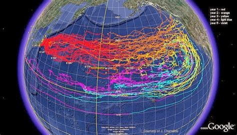 The Pacific Chernobyl How Much Oceanic Radiation Is There E Pippus Ocean Conservation