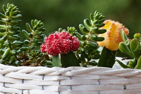 Cacti And Succulents The Differences And How To Tell Them Apart Succulents For Life