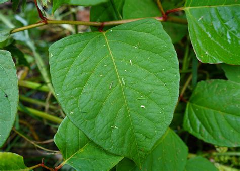 Japanese Knotweed Identification Tcm Soil Solutions