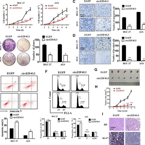 Circeif4g3 Overexpression Attenuates Gc Growth And Metastasis A Cell