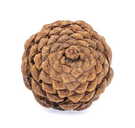 Premium Photo Pinecone Isolated On White Background