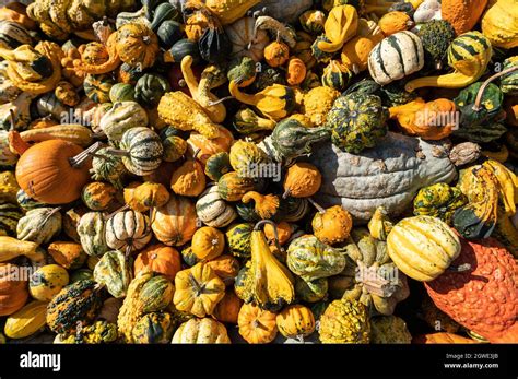 Composition different varieties of pumpkins Stock Photo - Alamy