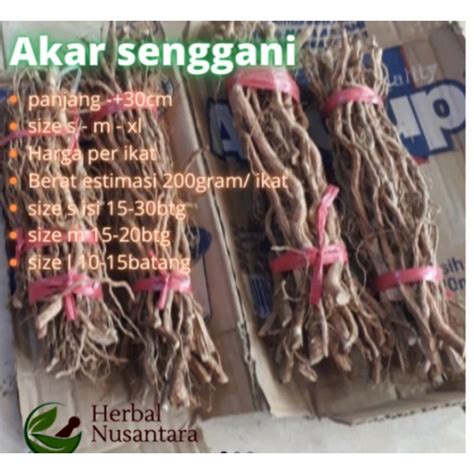 Jual Akar Kayu Senggani Untuk Aquascape Hardscape Bonsai Aquarium Per