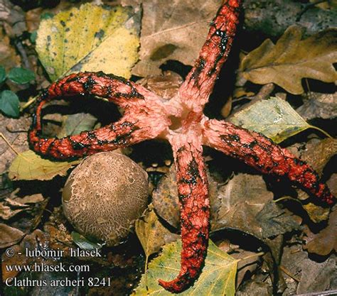 Clathrus Archeri Devils Claw Fungus Bl Kspruttesvamp Bl Ckfisksvamp