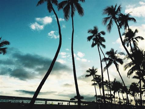 Silhouette Coconut Palm Trees On Beach Against Sky Premium Ai