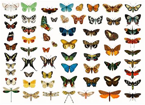 Different types of butterflies and moths illustrated by Charles ...