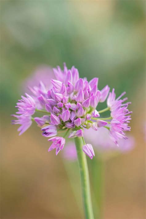 Alliums - clivenichols.com