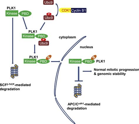 SUMOylation Promotes Nuclear Import And Stabilization Of Polo Like