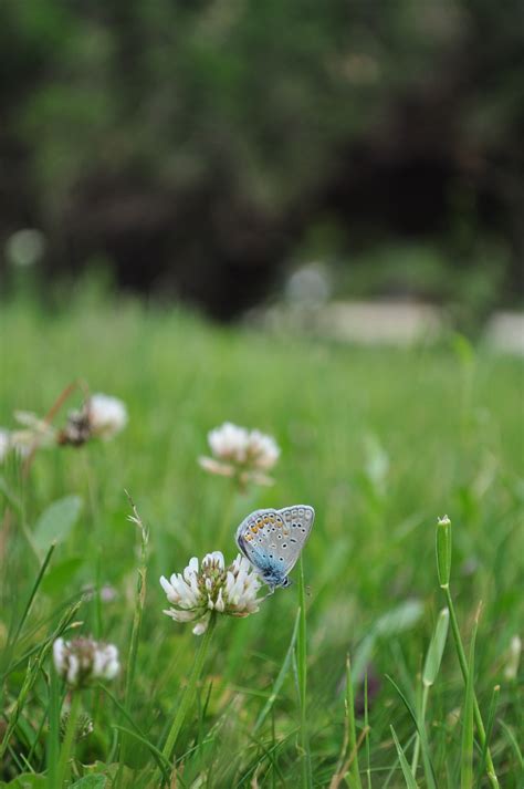 Free Images Nature Lawn Meadow Prairie Leaf Flower Wildlife Green Insect Peace Calm