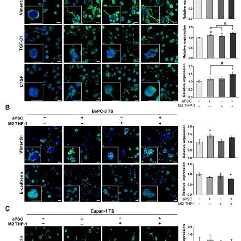 Increased Expression Of Emt Related Proteins In Pancreatic Tss Under D