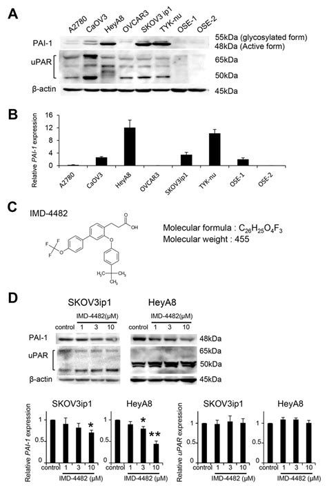 Imd Inhibits Pai Activation Of Pai Positive Ovarian Cancer