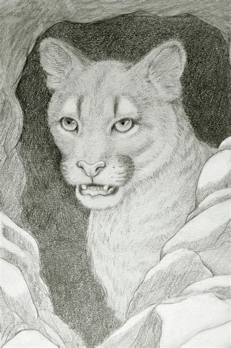 Cougar In The Lair Drawing By Nicola Fusco Fine Art America