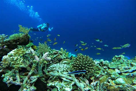 Menikmati Indahnya Pemandangan Bawah Laut Di Pulau Tomia Wakatobi