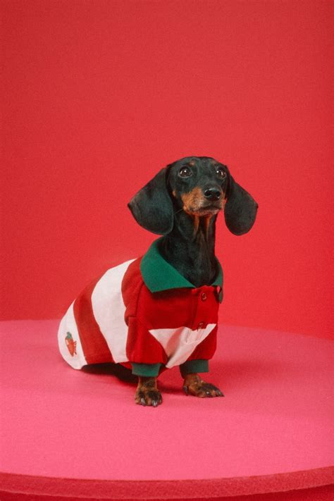 Gucci Pet Collection Campaign Dog Cat Photos