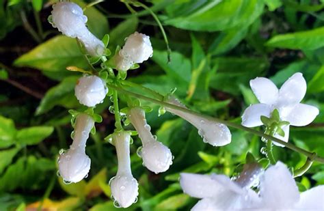 Stephanotis Floribunda Jasmin De Madagascar Graines Rares