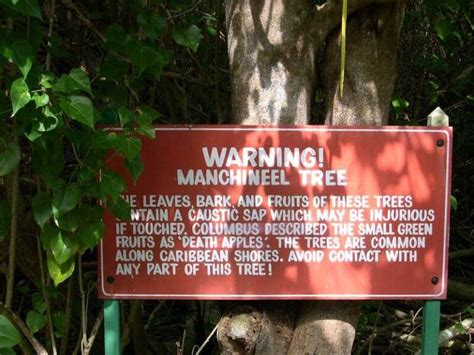 Why The Manchineel Tree Is The Deadliest In The World