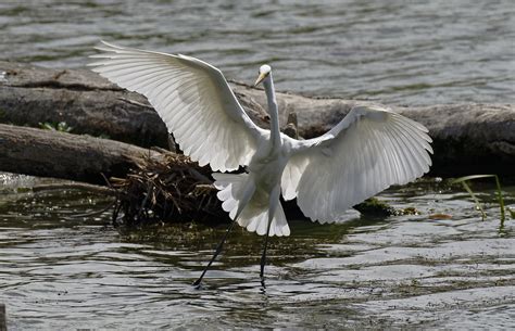 Great Egret Grande Aigrette Ardea Alba Flickr