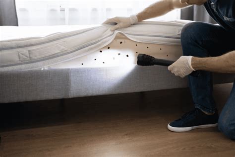 Identifying Common Signs Of Bed Bugs And Effective Pest Control Bed Bug Control