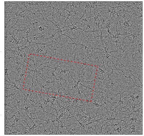 生命科学学院高宁李宁宁团队揭示血红细胞spectrin Actin膜骨架系统的组织规则及结构稳定性的分子基础