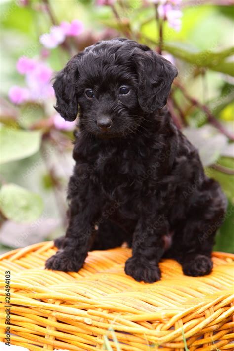 Cocker Spaniel Poodle Mix