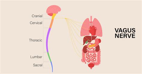 Achieve Better Digestion Through These 7 Mind Body Techniques Live