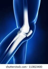 Knee Bone Anatomy Stock Illustration 113823400 | Shutterstock