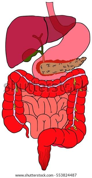 Human Digestive System Tract Vector Diagram With All Parts Stomach