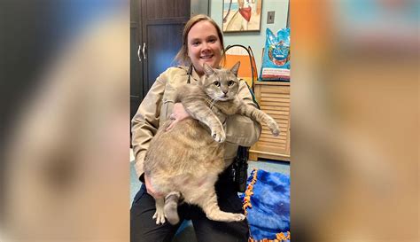 28-pound cat rescued by animal shelter goes viral before finding ...